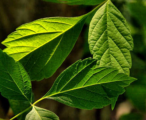 Страховка для поездки в Белоруссию